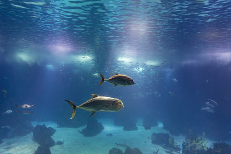 Fish and other marine inhabitants swim in a large aquariumの写真素材