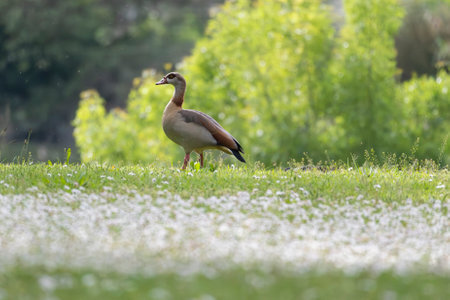 Egyptian goose standing on grassy field with white flowersの写真素材
