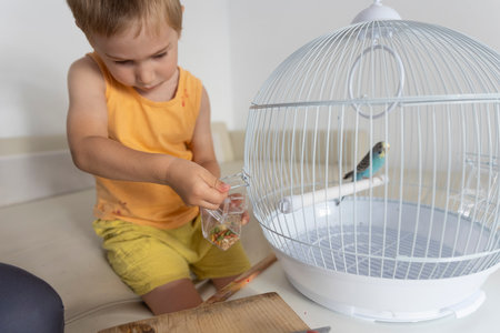 Little boy changing food in a bird cage with a budgie parrotの写真素材