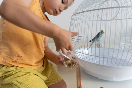Child changing food in a bird cage with a budgie parrotの写真素材