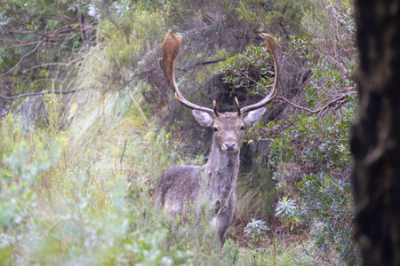 Fallow deer buck is standing on the ground in the woodsの写真素材