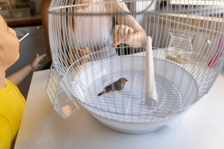 Woman feeding a zebra finch in a white cage while child watchesの写真素材