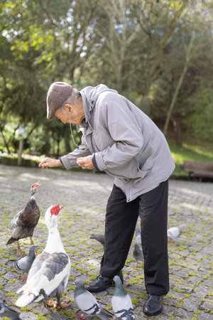 Elderly man feeding birds in a parkの写真素材