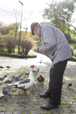 Elderly man feeding birds in a parkの写真素材