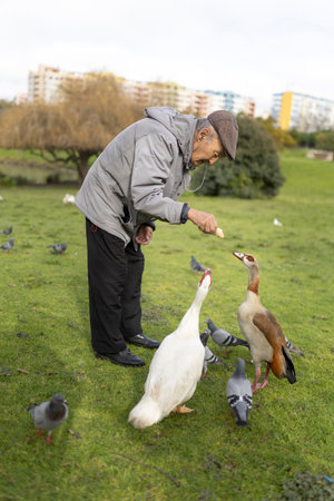 Elderly man feeding ducks and pigeons in a city parkの写真素材