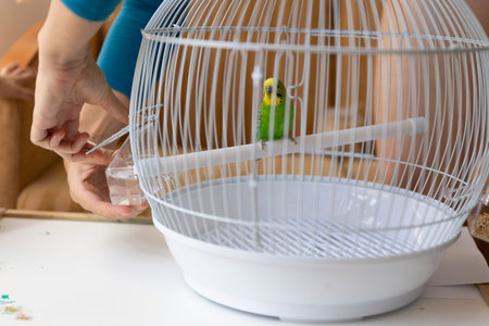 Woman changing water in bird cage with green budgie parrotの写真素材