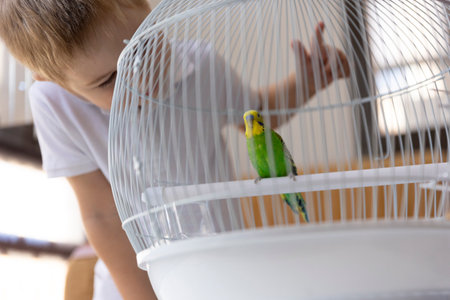 Child looking at a green and yellow budgie inside a white cageの写真素材