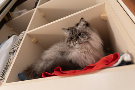 Cat relaxing in wardrobe cubby among clothesの写真素材