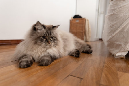 Fluffy domestic cat resting indoors on wooden floorの写真素材