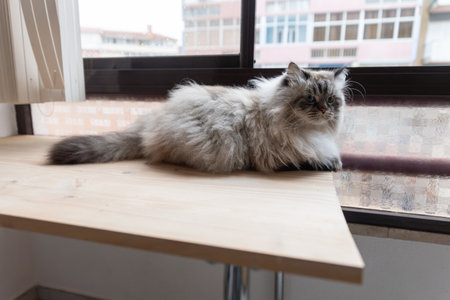 Fluffy longhair cat relaxing on wooden tableの写真素材