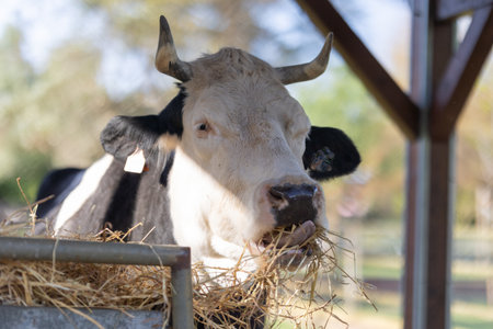 Livestock eating hay in farm shelterの写真素材