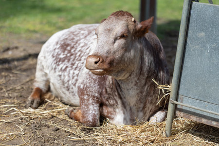 Speckled farm cow resting peacefully on hay
