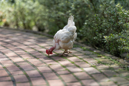 White chicken pecking outdoor brick pathway for foodの写真素材