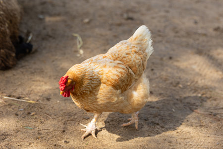 Golden hen walking on farm ground in daylightの写真素材
