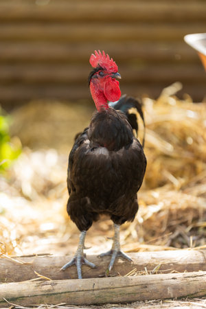 Black naked neck chicken standing on farm logの写真素材
