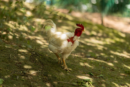 White naked neck chicken walking in dappled sunlightの写真素材