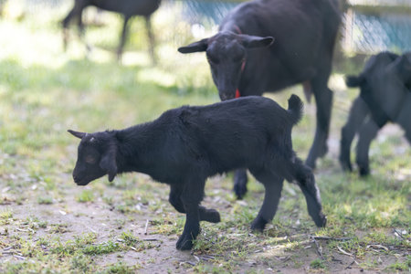 Black baby goat walking in sunny farm fieldの写真素材