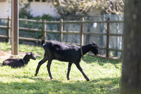 Black goat walking in green grass fieldの写真素材