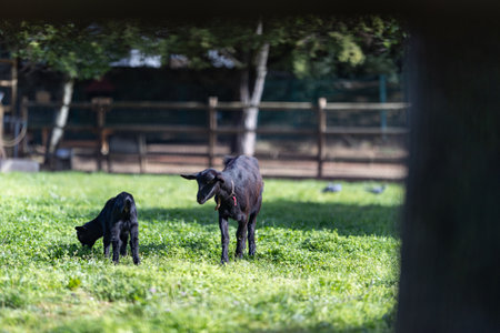 Black goat and kid grazing on green farm pastureの写真素材