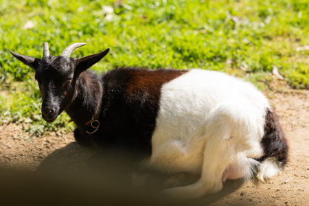 Goat resting on ground looking at cameraの写真素材