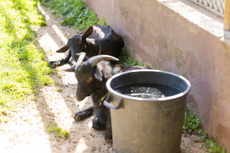Black farm goats resting near a water bucketの写真素材