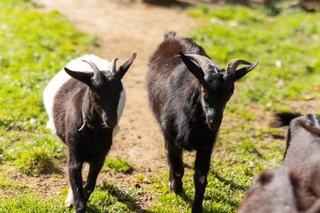 Young black goats walking on a grassy farm pathの写真素材