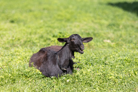 Black goat resting in green field on sunny farmの写真素材