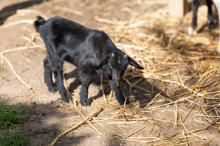 Black goat kid standing on farm groundの写真素材