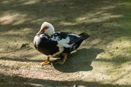 Muscovy duck preening feathers on dirt groundの写真素材
