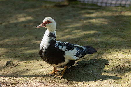 Muscovy duck standing on ground enjoying sunの写真素材