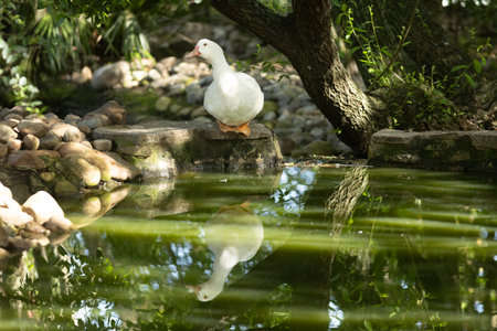 White duck standing on rock by green pond reflectionの写真素材