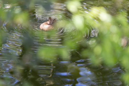 Duck swimming in water framed by green leavesの写真素材