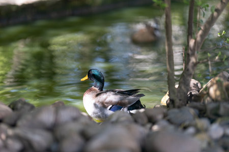 Mallard duck resting by a green pond