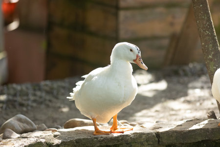White duck standing outdoors enjoying warm sunlightの写真素材