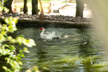 Muscovy duck splashing water in a green pondの写真素材