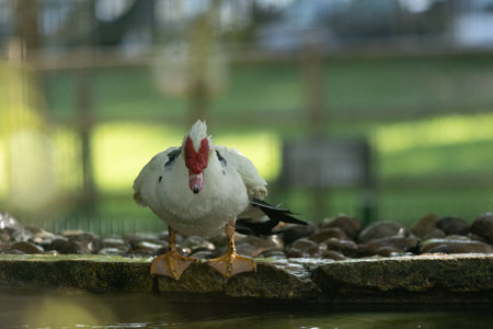 Muscovy duck with red face standing by waterの写真素材