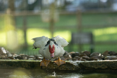 Muscovy duck standing at pond edge dipping feetの写真素材