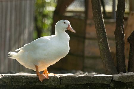 White domestic duck standing on stone wall in sunlightの写真素材