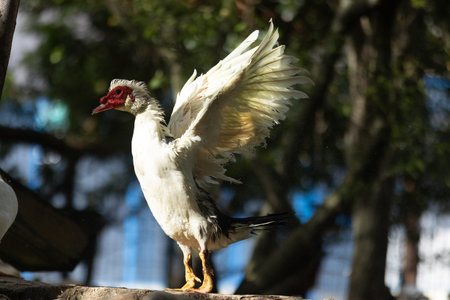 Muscovy duck spreading white wings in sunlightの写真素材