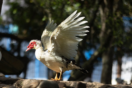 White muscovy duck stretching wings outdoorsの写真素材