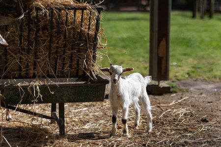White baby goat kid standing on farmの写真素材