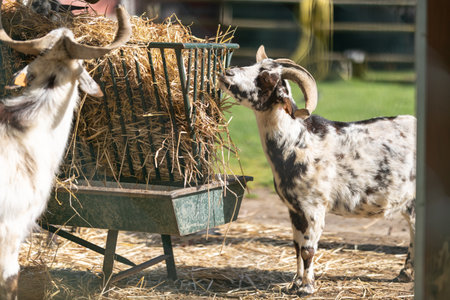 Farm goats eating hay from an outdoor feederの写真素材