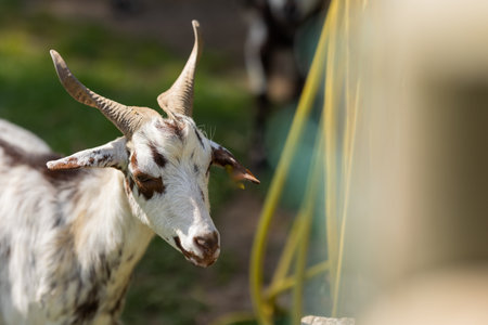 White goat with horns standing in green field