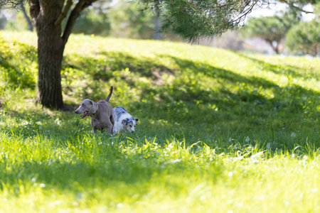 Happy dogs running and playing in green park