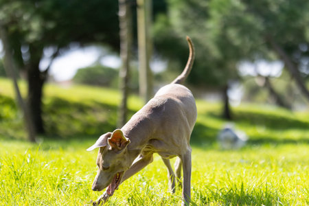 Weimaraner dog playing on green grass in parkの写真素材