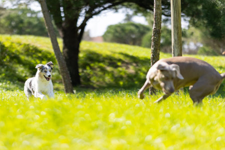 Happy dogs playing together on green park grass