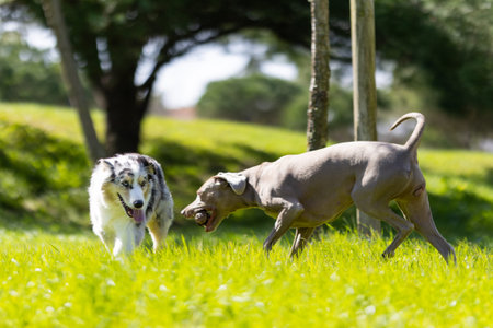 Australian shepherd and weimaraner playing in green grass