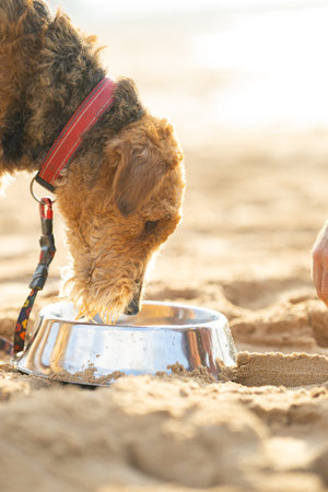 Dog with brown fur and a red collar drinking water from a stainless steel bowl on sandy beach during a sunny day with blurred background. Airedale Terrier