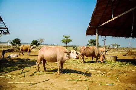 white buffaloの写真素材