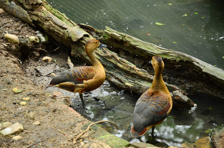 two duck near the pondの写真素材